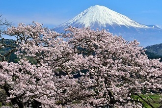 写真：平成28年度富士山と桜部門入選2