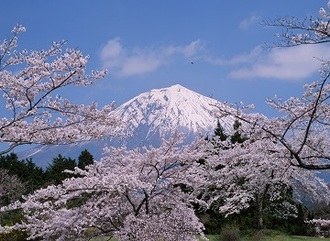 写真：平成28年度富士山と桜部門入選4