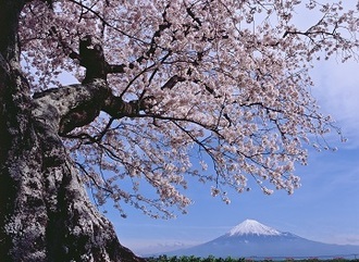 写真：平成28年度富士山と桜部門入選5