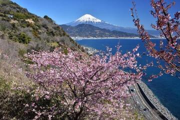 写真：平成29年度富士山と桜部門準特選2