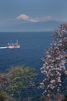 写真：平成29年度富士山と桜部門入選1