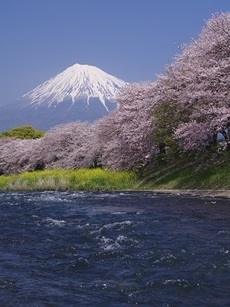 写真：平成29年度富士山と桜部門入選2