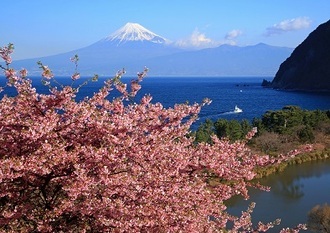 写真：平成29年度富士山と桜部門入選3