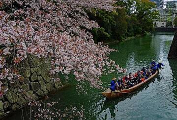 写真：平成30年度静岡県内の桜部門特選