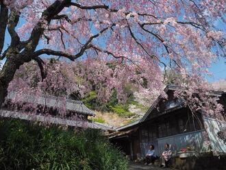 写真：平成30年度静岡県内の桜部門入選1
