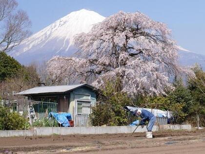 写真：平成30年度富士山と桜部門特選