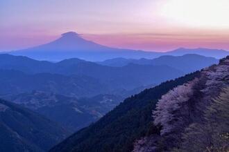 写真：平成30年度富士山と桜部門入選1