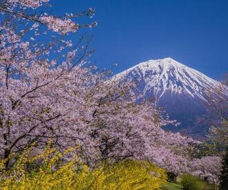 写真：平成30年度富士山と桜部門入選2