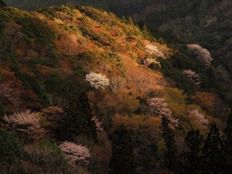 写真：令和元年度静岡県内の桜部門準特選1