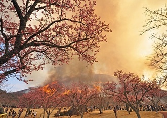 写真：令和元年度静岡県内の桜部門準特選2