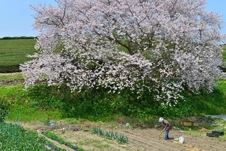 写真：令和元年度静岡県内の桜部門入選3