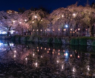 写真：令和元年度静岡県内の桜部門入選4