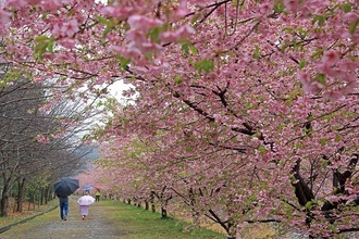 写真：令和元年度静岡県内の桜部門入選5