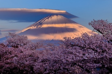 写真：令和元年度富士山と桜部門特選