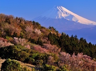 写真：令和元年度富士山と桜部門準特選2