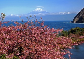写真：令和元年度富士山と桜部門入選2