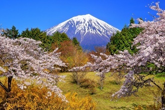 写真：令和元年度富士山と桜部門入選3