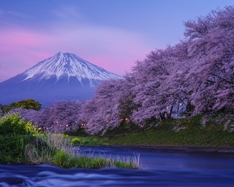 写真：令和元年度富士山と桜部門入選5