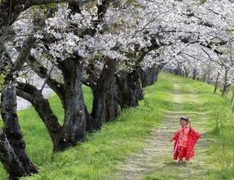写真：令和2年度桜の風景部門準特選1