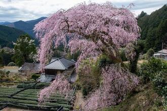 写真：令和2年度桜の風景部門入選3