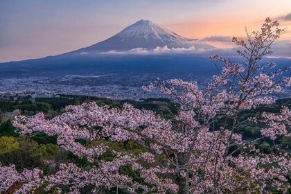 写真：令和2年度富士山と桜部門特選