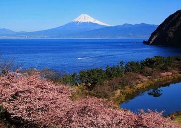 写真：令和2年度富士山と桜部門準特選1