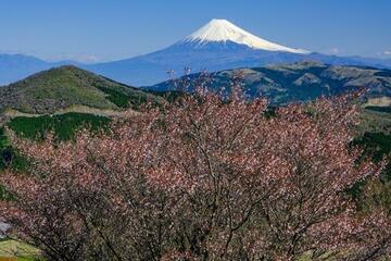 写真：令和2年度富士山と桜部門準特選2
