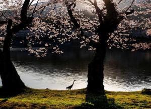 写真：令和3年度桜の風景部門準特選1