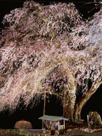 写真：令和3年度桜の風景部門入選2