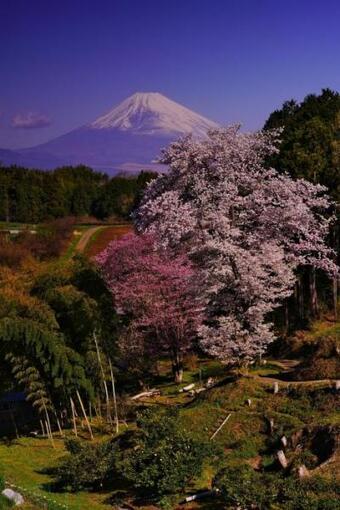 写真：令和3年度富士山と桜部門特選