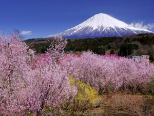 写真：令和3年度富士山と桜部門準特選1