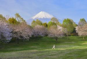 写真：令和3年度富士山と桜部門準特選2