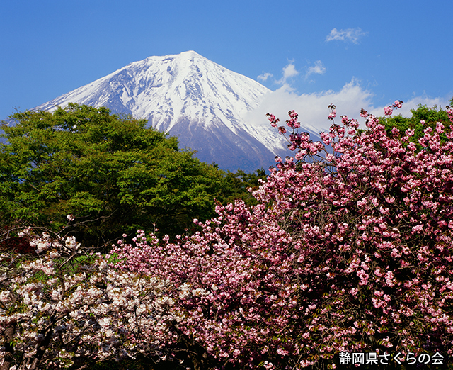 写真：静岡県さくらの会さくらの会写真コンクール平成21年度富士山と桜景観部門特選「八重桜咲く頃」