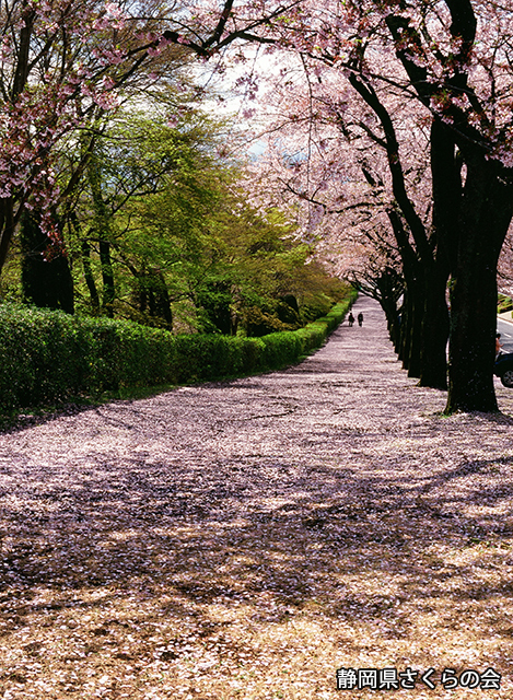 写真：静岡県さくらの会さくらの会写真コンクール平成21年度静岡県内の桜部門入選「癒しの小径」