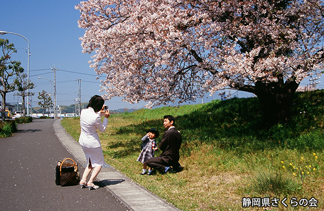 写真：静岡県さくらの会さくらの会写真コンクール平成21年度静岡県内の桜部門特選「帰り道で」
