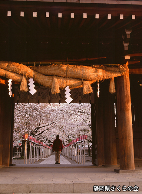 写真：静岡県さくらの会さくらの会写真コンクール平成21年度静岡県内の桜部門入選「朝陽に染まる」