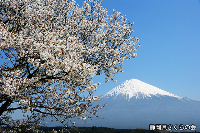 写真：静岡県さくらの会さくらの会写真コンクール平成21年度富士山と桜景観部門入選「白桜満開」