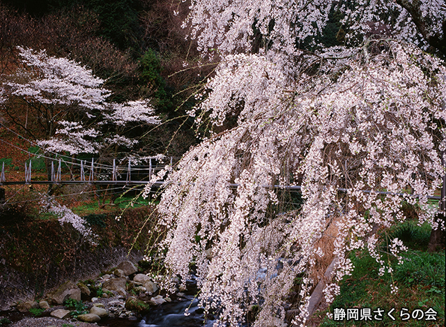 写真：静岡県さくらの会さくらの会写真コンクール平成21年度静岡県内の桜部門入選「さくら橋」