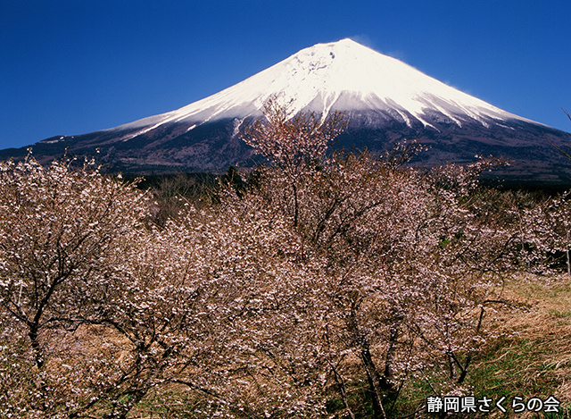 写真：静岡県さくらの会さくらの会写真コンクール平成21年度富士山と桜景観部門準特選「米桜咲く」
