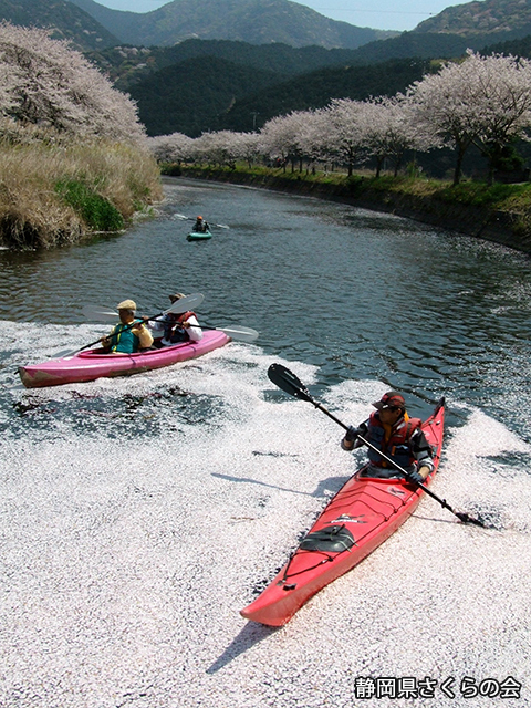 写真：静岡県さくらの会さくらの会写真コンクール平成21年度静岡県内の桜部門入選「春の川下り」