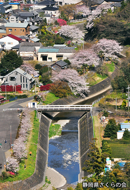 写真：静岡県さくらの会さくらの会写真コンクール平成21年度静岡県内の桜部門準特選「春の彩り」
