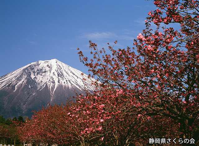 写真：静岡県さくらの会さくらの会写真コンクール平成21年度富士山と桜景観部門入選「牡丹桜の咲く頃」
