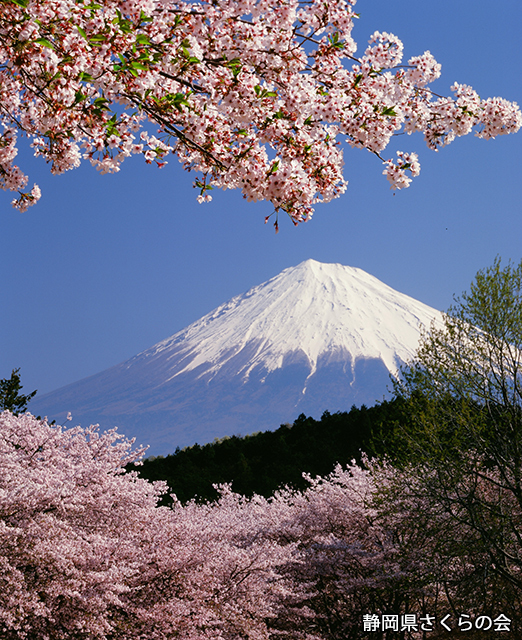 写真：静岡県さくらの会さくらの会写真コンクール平成21年度富士山と桜景観部門準特選「桜と富士」