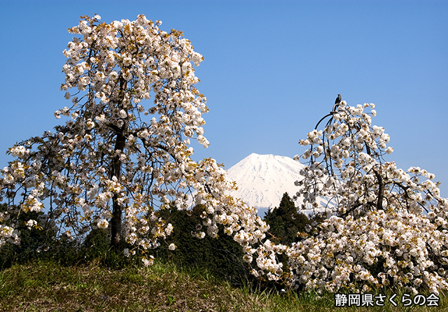写真：静岡県さくらの会さくらの会写真コンクール平成21年度富士山と桜景観部門入選「八重桜と富士山」