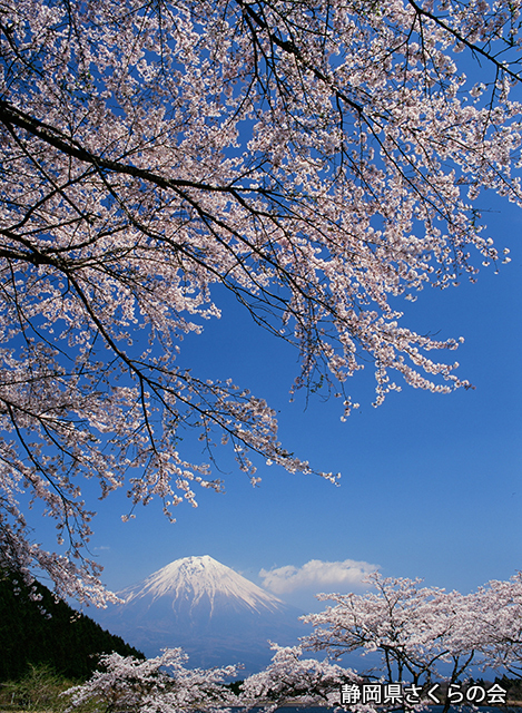 写真：静岡県さくらの会さくらの会写真コンクール平成21年度富士山と桜景観部門入選「桜満開」