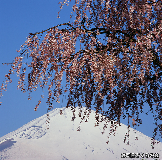 写真：静岡県さくらの会さくらの会写真コンクール平成21年度富士山と桜景観部門入選「花のれん」