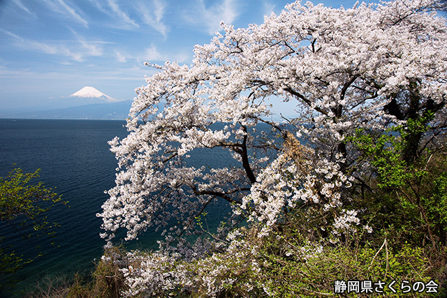 写真：静岡県さくらの会さくらの会写真コンクール平成21年度富士山と桜景観部門入選「西伊豆の春3」