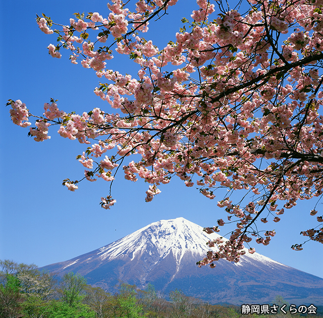 写真：静岡県さくらの会さくらの会写真コンクール平成21年度富士山と桜景観部門入選「ぼたん桜」