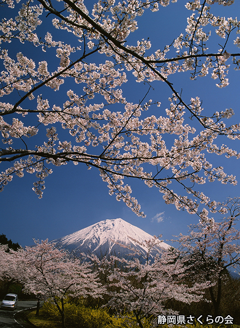 写真：静岡県さくらの会さくらの会写真コンクール平成21年度富士山と桜景観部門入選「桜花に包まれ」