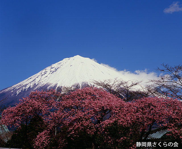 写真：静岡県さくらの会さくらの会写真コンクール平成21年度富士山と桜景観部門入選「彼岸桜」